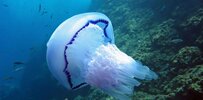 jellyfish-water-amount.jpg