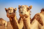 camels-1024x682.jpg
