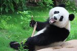 panda-bear-with-stick-1024x682.jpg