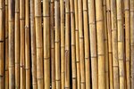 bamboo-1024x683.jpg