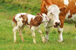 baby-cow-calf-1024x683.jpg