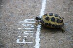 Turtle-crossing-chalk-finish-line.jpg