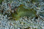 Sea-slug.jpg