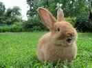 Red-rabbit-yawning.jpg
