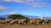 elephant-herd-1024x574.jpg