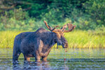 moose-1024x683.jpg