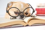 dog-reading-a-book-1024x683.jpg