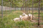 Sheep-in-Vineyard-1024x683.jpg