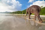 elephant-on-beach-1024x683.jpg