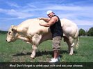 cow-steroids.jpg