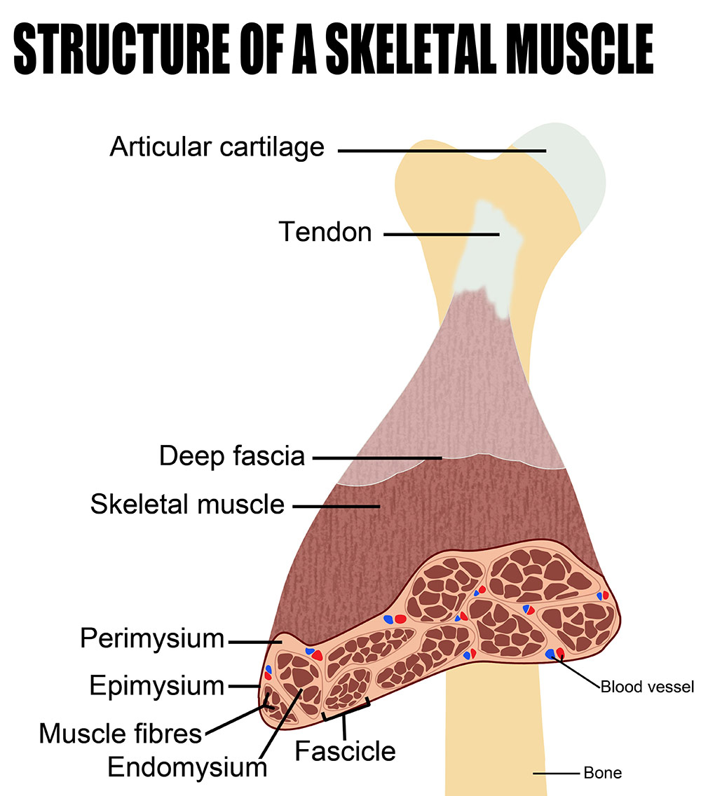 Structure of skeletal muscle tissue diagram
